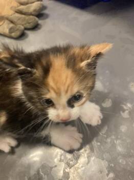Domestic Short Hair Cats Available for Adoption in Dallas, Texas - ISA | PetCurious