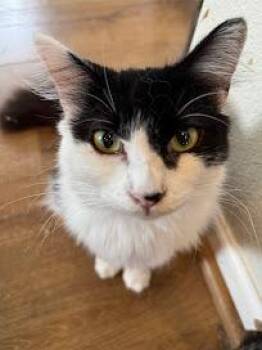 Rescue Tuxedo Cats for Adoption in Beaverton, Oregon - Wesley | PetCurious