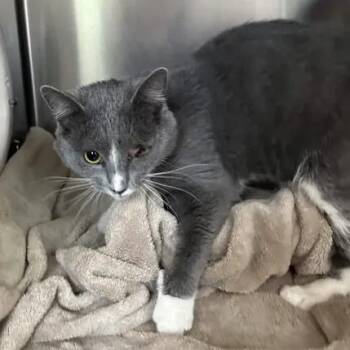 Dereck -  Domestic Short Hair Cat Available for Adoption in Cumming, Georgia - Dereck | PetCurious