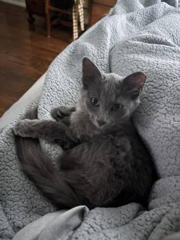 Pepsi -  Domestic Short Hair Cat for Adoption in Ferndale, Michigan - Pepsi | PetCurious