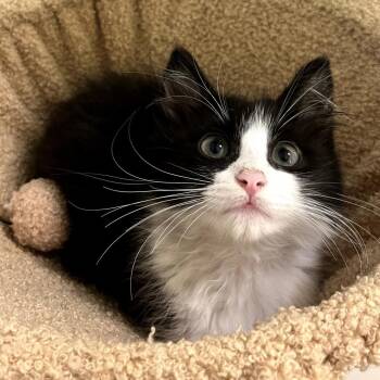 Bo -  Domestic Medium Hair Cat for Adoption in Long Beach, California - Bo | PetCurious