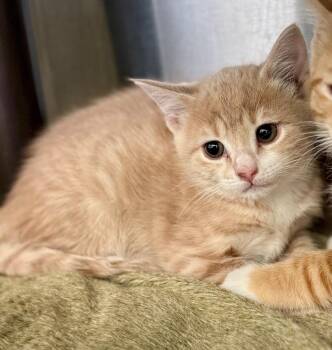 Levi -  Domestic Short Hair Cat for Adoption in Danielsville, Georgia - Levi | PetCurious