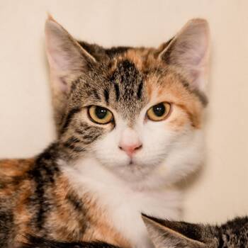 Annie -  Domestic Short Hair Cat for Adoption in Victor, New York - Annie | PetCurious