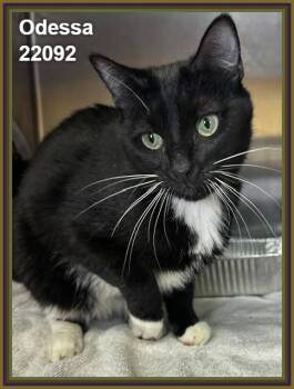 ODESSA (see also TITO) -  Domestic Short Hair Cat for Adoption in Marietta, Georgia - ODESSA (see Also TITO) | PetCurious