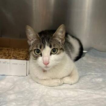 WAGS-Stray-23162 -  Domestic Short Hair Cat for Adoption in Westminster, California - WAGS-Stray-23162 | PetCurious
