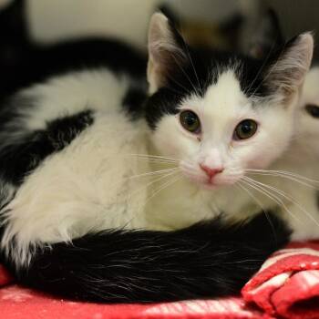 Kelp -  Domestic Short Hair Cat for Adoption in Idaho Falls, Idaho - Kelp | PetCurious