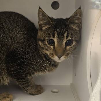 Flicka -  Domestic Short Hair Cat for Adoption in Cedar Rapids, Iowa - Flicka | PetCurious