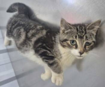 Spring -  Domestic Short Hair Cat for Adoption in Simcoe, Ontario - Spring | PetCurious
