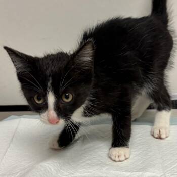 Steinway -  Domestic Short Hair Cat for Adoption in Nashville, Tennessee - Steinway | PetCurious