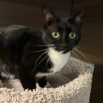 Domestic Short Hair Cats Available for Adoption - Eva | PetCurious