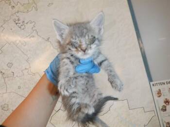 SALLY -  Domestic Short Hair Cat for Adoption in San Jose, California - SALLY | PetCurious