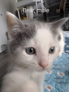 Bear -  Domestic Short Hair Cat Available for Adoption in Ottawa, Ontario - Bear | PetCurious
