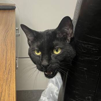 Domestic Short Hair Cats Available for Adoption - Jack | PetCurious