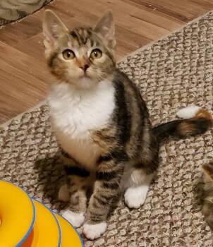 Domestic Short Hair Cats Available for Adoption - Moxie | PetCurious