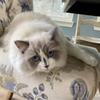 Lizzie 2026 -  Ragdoll Cat for Adoption in Cincinnati, Ohio - Lizzie 2026 | PetCurious