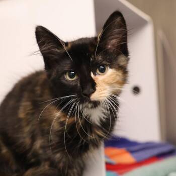 Maple -  Domestic Medium Hair Cat for Adoption in Briarcliff Manor, New York - Maple | PetCurious