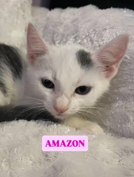 Amazon -  Domestic Short Hair Cat for Adoption in The Woodlands, Texas - Amazon | PetCurious