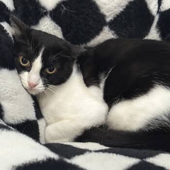 Rescue Domestic Short Hair Cats for Adoption - Tess | PetCurious