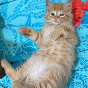 Valencia (Blue) -  Domestic Medium Hair Cat for Adoption in Sunnyvale, California - Valencia (Blue) | PetCurious
