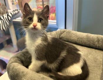 Domestic Short Hair Cats Available for Adoption in Santa Clara, California - ATTO | PetCurious