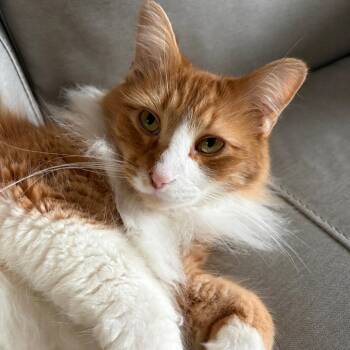 Aries -  Domestic Long Hair Cat for Adoption in Bristol, Indiana - Aries | PetCurious