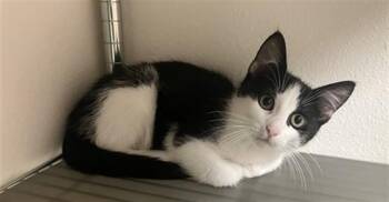 ERIK -  Domestic Short Hair Cat for Adoption in Ames, Iowa - ERIK | PetCurious