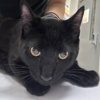 Domestic Short Hair Cats Available for Adoption - Runt | PetCurious