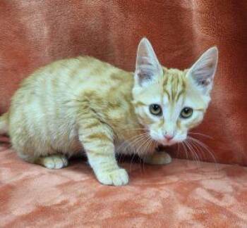 Rescue Domestic Short Hair Cats for Adoption in Bucyrus, Ohio - Cheddar | PetCurious