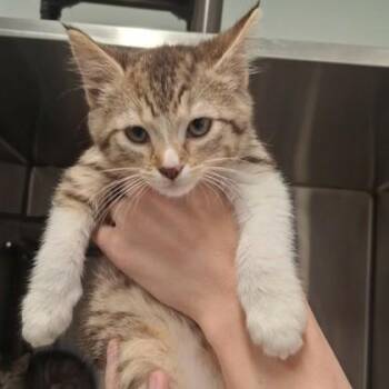 Blondi -  Domestic Short Hair Cat Available for Adoption in Voorhees Township, New Jersey - Blondi | PetCurious