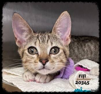 FIFI see also OTTO -  Domestic Short Hair and Tabby Cat for Adoption in Marietta, Georgia - FIFI See Also OTTO | PetCurious