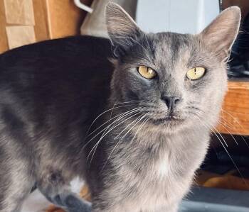 (CP) Fluffy -  Domestic Short Hair Cat for Adoption in North Highlands, California - (CP) Fluffy | PetCurious