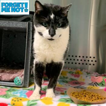 Christian -  Domestic Short Hair Cat for Adoption in Baltimore, Maryland - Christian | PetCurious