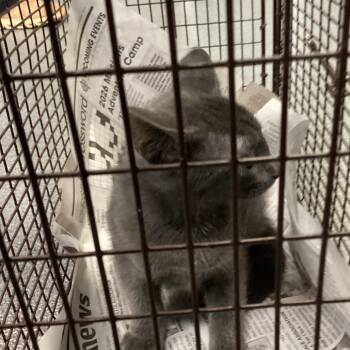 Mosier 1 -  Domestic Short Hair Cat for Adoption in Montgomery, Alabama - Mosier 1 | PetCurious