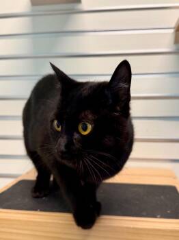 Domestic Short Hair Cats Available for Adoption - Alicia Keys | PetCurious