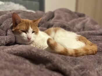 Rescue American Shorthair Cats for Adoption in Westwood, New Jersey - Dorito | PetCurious