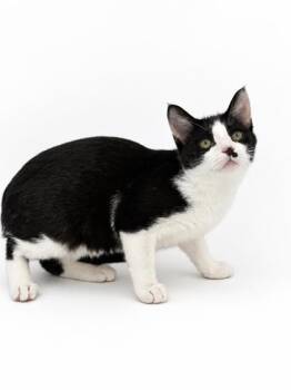 Fievel & Figaro -  Domestic Short Hair Cat for Adoption in Bowling Green, Kentucky - Fievel & Figaro | PetCurious
