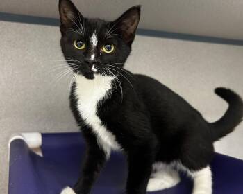 Darcy -  Domestic Short Hair Cat for Adoption in Raleigh, North Carolina - Darcy | PetCurious