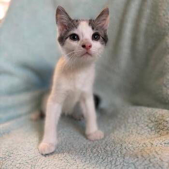 Teddy -  Domestic Short Hair Cat for Adoption in Morristown, Vermont - Teddy | PetCurious