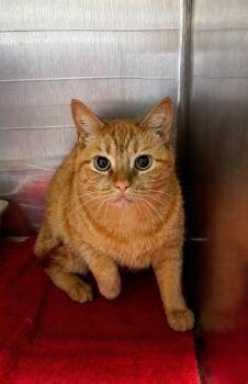 Domestic Short Hair Cats Available for Adoption in Columbia, Tennessee - Bijou | PetCurious