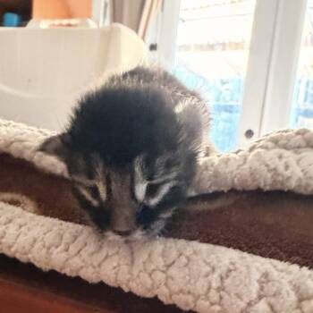 Jellybean -  Domestic Short Hair Cat for Adoption in Los Angeles, California - Jellybean | PetCurious