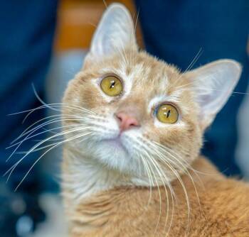Domestic Short Hair Cats Available for Adoption in Arlington, Washington - Taj | PetCurious
