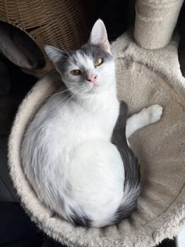 Amaretto -  Domestic Short Hair Cat for Adoption in Houston, Texas - Amaretto | PetCurious