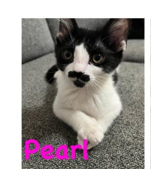 Pearl -  Domestic Short Hair Cat for Adoption in Vancouver, Washington - Pearl | PetCurious
