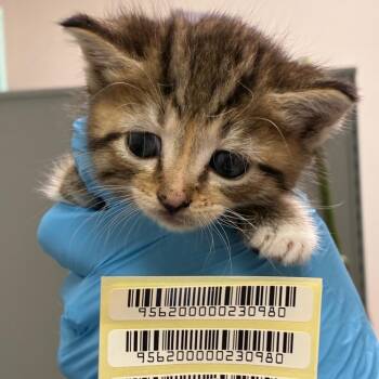 Red -  Domestic Short Hair Cat for Adoption in Charleston, West Virginia - Red | PetCurious