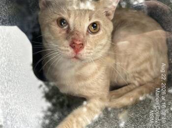 CEDAR -  Domestic Short Hair Cat for Adoption in Ocala, Florida - CEDAR | PetCurious
