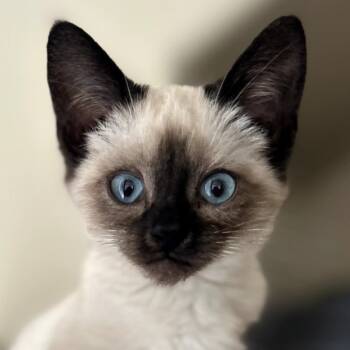 Rescue Siamese and Domestic Short Hair Cats for Adoption in Elfin Forest, California - Robbie | PetCurious
