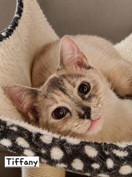 Tiffany -  Siamese Cat for Adoption in Calimesa, California - Tiffany | PetCurious