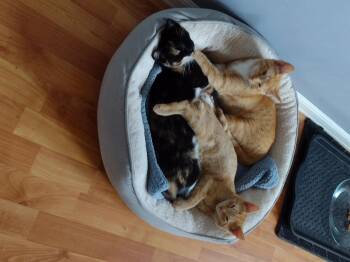 Rescue Tabby and Domestic Short Hair Cats for Adoption in Montour Falls, New York - Romeo | PetCurious