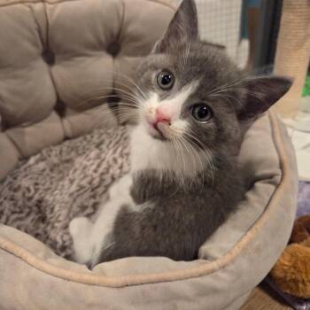 Big Beard Zach -  Domestic Short Hair Cat for Adoption in Fredericksburg, Virginia - Big Beard Zach | PetCurious