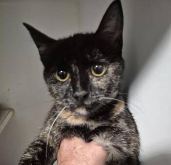 Calisa -  Domestic Short Hair Cat for Adoption in Thompson Falls, Montana - Calisa | PetCurious